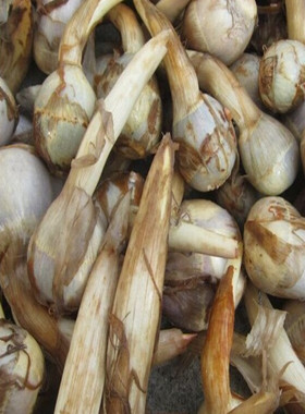 兴化水乡特产现挖新鲜白慈姑新鲜茨菇现挖白马蹄茨菰五斤装包邮