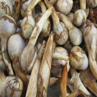 兴化水乡特产现挖新鲜白慈姑新鲜茨菇现挖白马蹄茨菰五斤装包邮