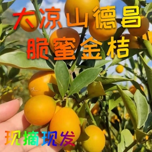 四川大凉山德昌脆蜜金桔第三代新鲜水果甜蜜纯甜无籽现摘发5斤3果