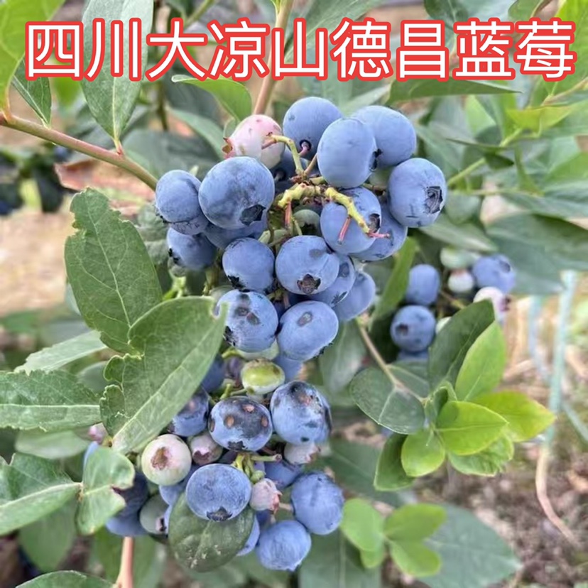 四川大凉山德昌蓝莓鲜果现摘1斤