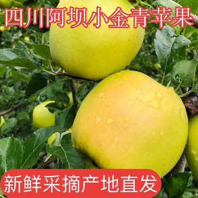 正宗小金苹果青苹果小金苹果