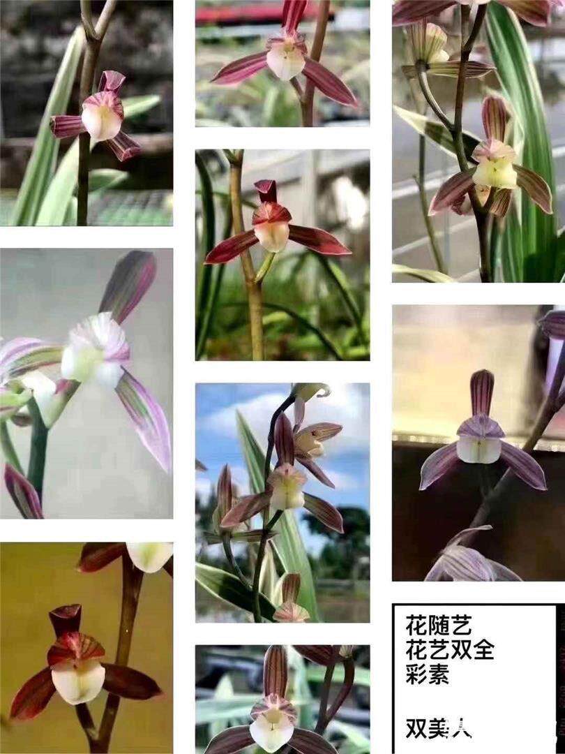 墨兰矮种素舌白爪艺春节开花