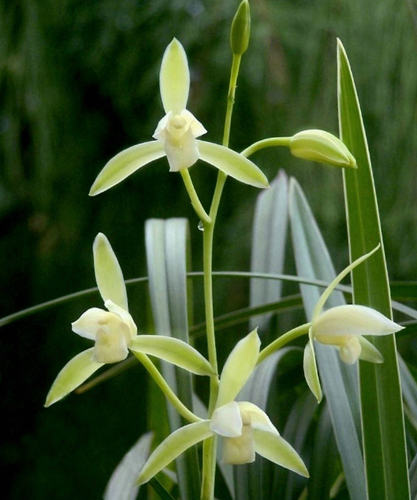 带花苞浓香正宗素心银边大贡 古时贡品香味霸道清冽 四季兰花