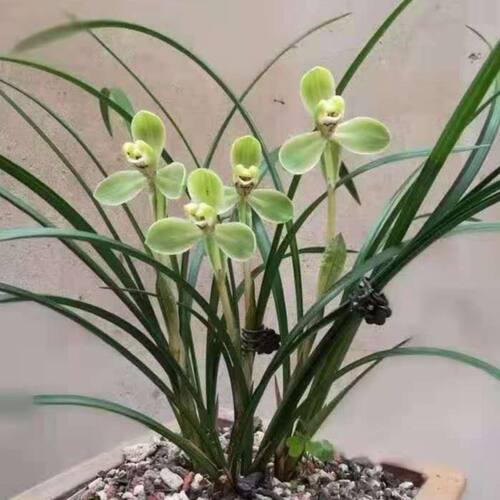 带花苞宋梅百年王者之香春兰经典