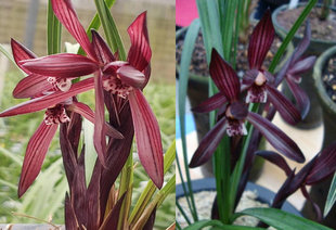 板桥遗墨 春兰色花经典代表作 易花易草 花大色艳浓香