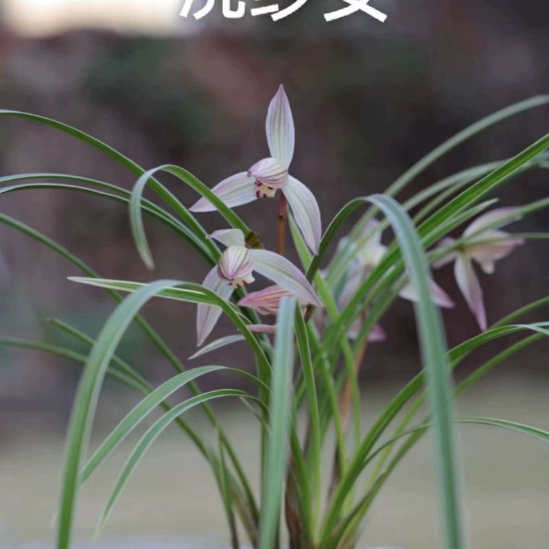 浣紗女 蓮瓣蘭 粉白花暫缺 秋天上架
