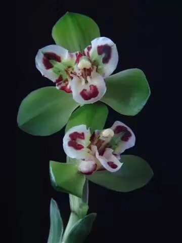 三圣蕊蝶 荷瓣大三星蝶 香气浓郁幽远春兰中矮种 花叶兼赏