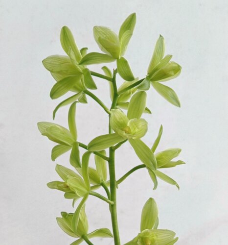 带花苞浓甜翠绿秋榜素三星 阳台庭院盆栽绿植老品种