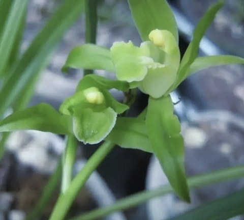 秋芝素心素清香脱俗清冷香气