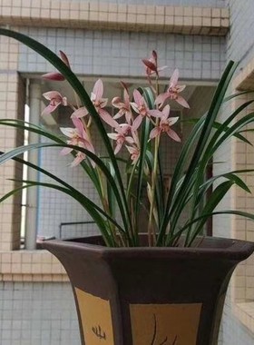 带花苞老种市长红 四季经典色花红花 开花次数多花香阵阵