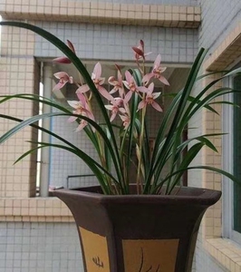 带叶芽老种市长红 四季经典色花红花开花次数多花香阵阵