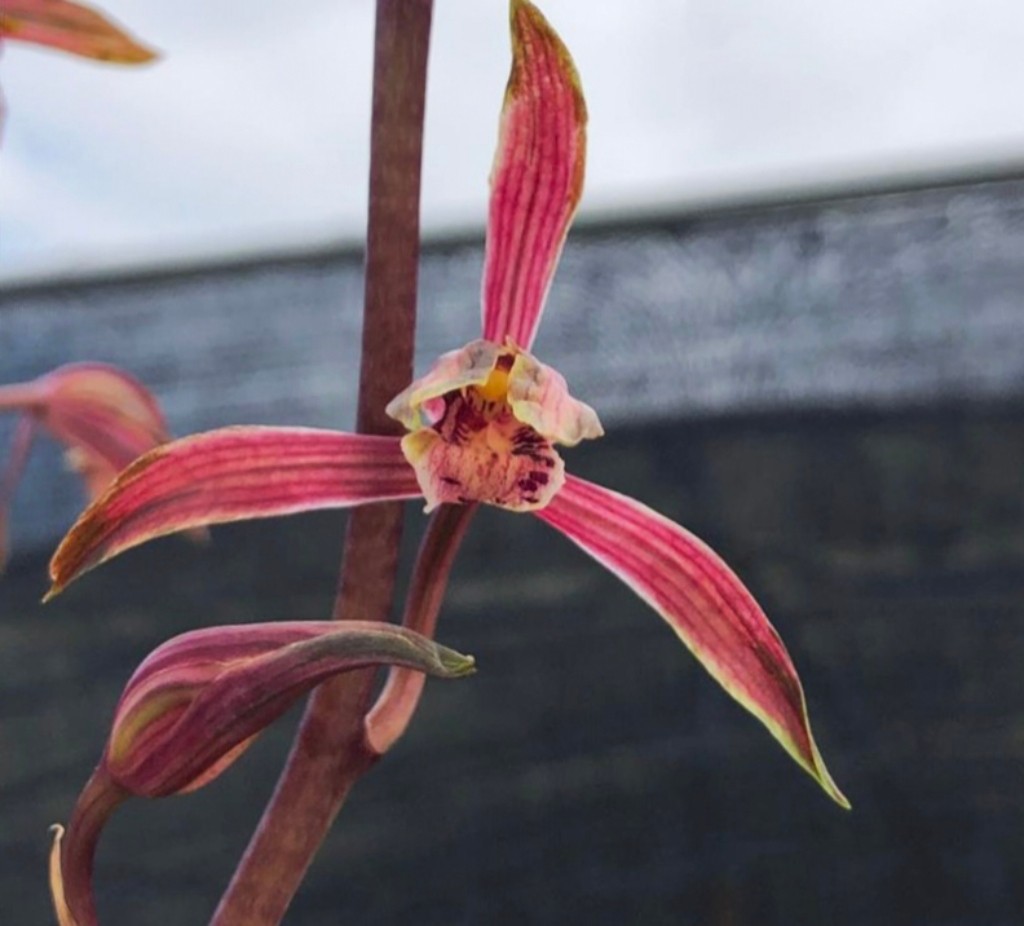 藏龙 墨兰线艺 花香幽甜 春节开花花叶兼赏