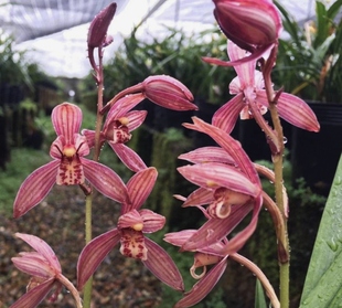 满堂红正红色 建兰色花 浓香花盆栽四季常开