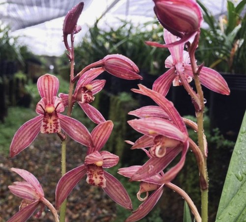 满堂红建兰窗台阳台红花正红浓香