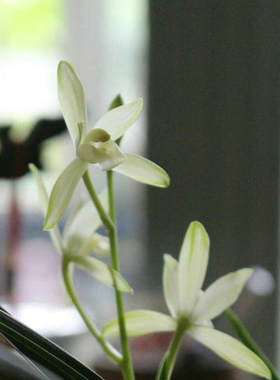 国色天香清新脱俗白花绿边