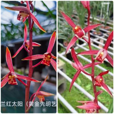红太阳墨兰红花绿覆轮先明艺