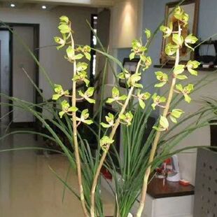 带花苞郑孝荷 蕙兰赤壳绿花飘 荷型水仙名品浓香易草易花春天开花