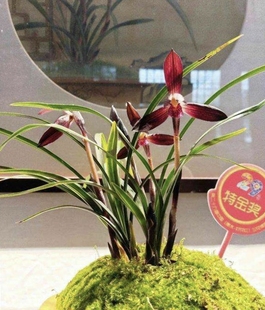 娄山红春兰经典色花