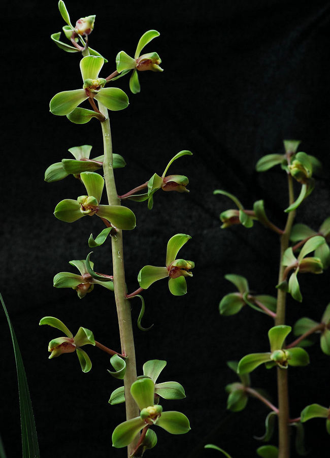 带花苞程梅关顶老朵云 蕙兰名品 新八种端梅楼梅 品种品质保证