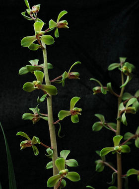 带花苞程梅关顶老朵云 蕙兰名品 新八种端梅楼梅 品种品质保证