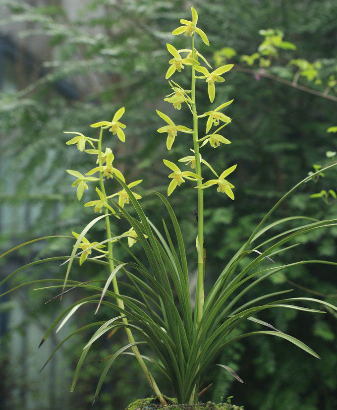 温州素 蕙兰传统素心 大花浓香 好养易开花