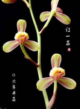 带花苞建兰八大 红一品 正格梅瓣 小巧秀美 皮实好养爱开花