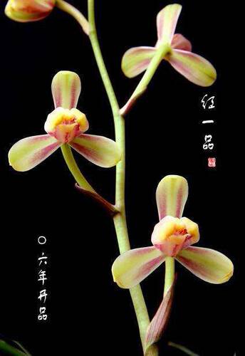 无花 建兰八大  正格梅瓣 小巧秀美 皮实好养爱开花