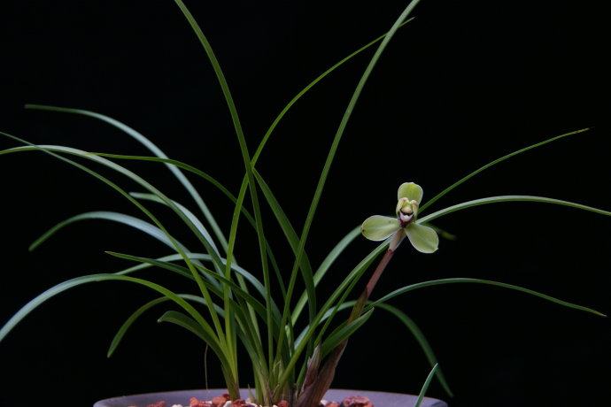 春兰老八种之一 万字 梅瓣 传统八大名品