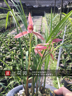 无花香香春兰豆瓣兰 红豆 粉红娇美 叶姿清秀