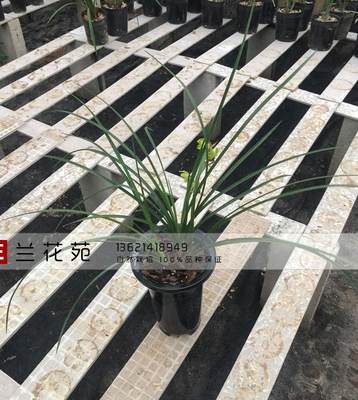 带花苞 郑孝荷 蕙兰 赤壳绿花飘门 荷型水仙名品 浓香易草易花