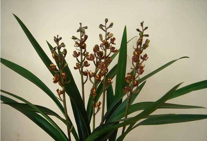 墨兰梅瓣奇花浓香花期长