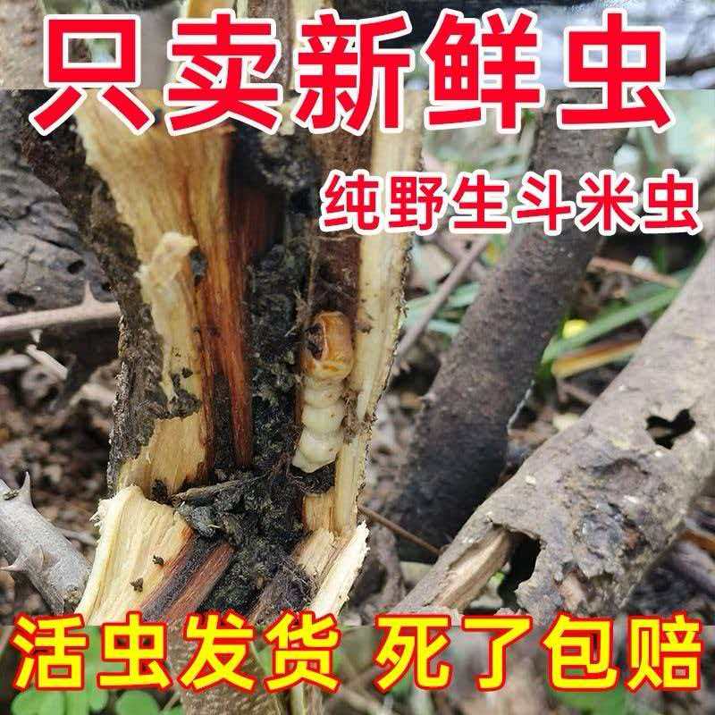 纯野生斗米虫活虫发货只卖新鲜虫死了包赔爬虫鸣虫食物