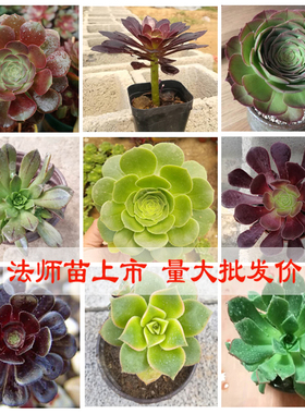 多肉法师苗 绿羊绒紫羊绒万圣节紫铜壶艳日伞阳台观赏植物