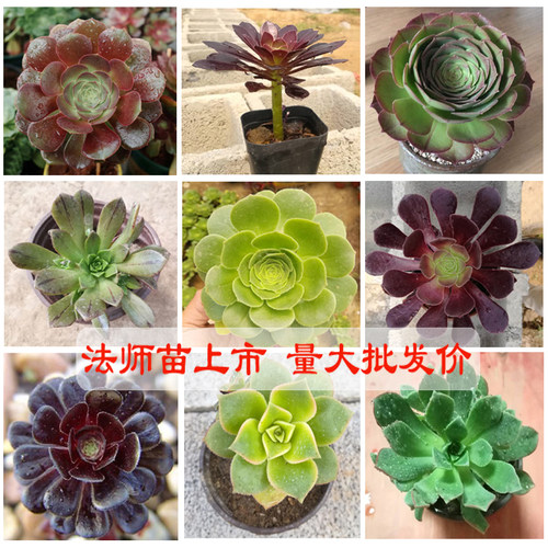 多肉法师苗阳台观赏植物