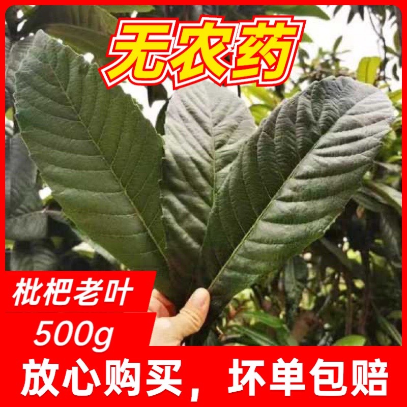 云霄枇杷叶新鲜采摘泡水煮汤