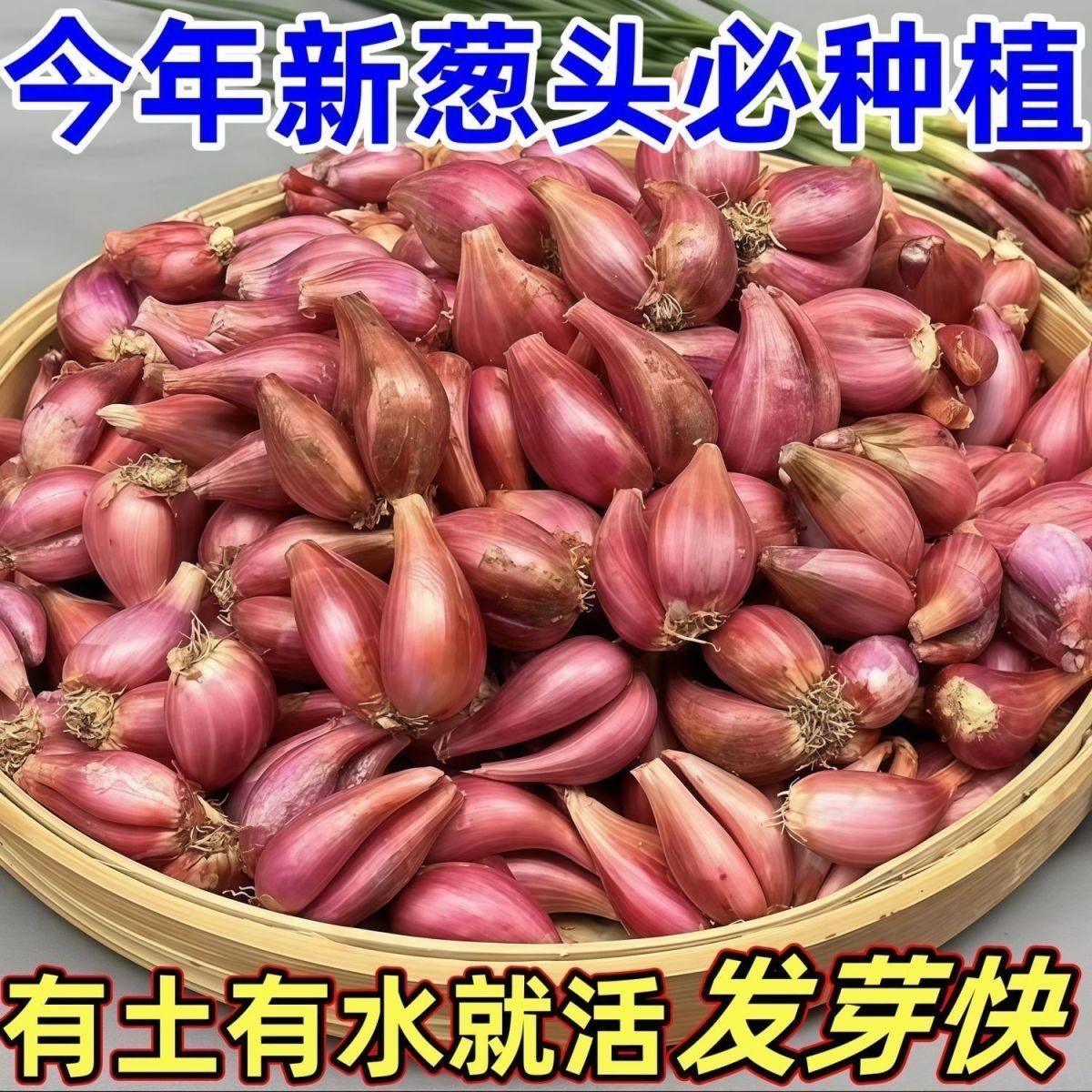 云南正宗红葱头干葱头多瓣葱小香葱头批发阳台盆栽种植火葱黄葱头