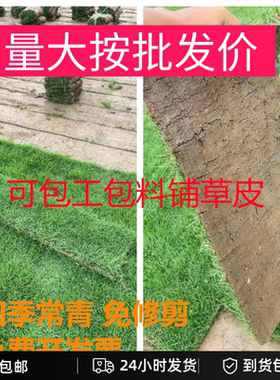 真草坪草皮带泥土马尼拉别墅庭院