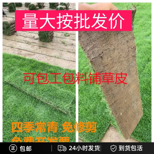 马尼拉台湾草大叶油带泥土真草皮