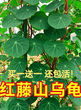 买一送一  云南山乌龟爬藤植物金不换红藤绿藤块根室内可水培