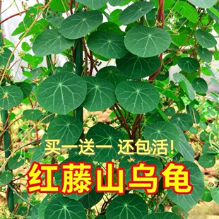 买一送一  云南山乌龟爬藤植物金不换红藤绿藤块根室内可水培