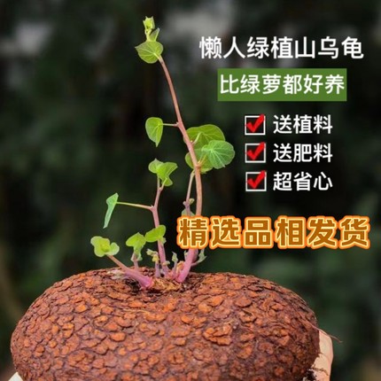 送土送肥 云南山乌龟爬藤植物金不换红藤绿藤块根室内可水培