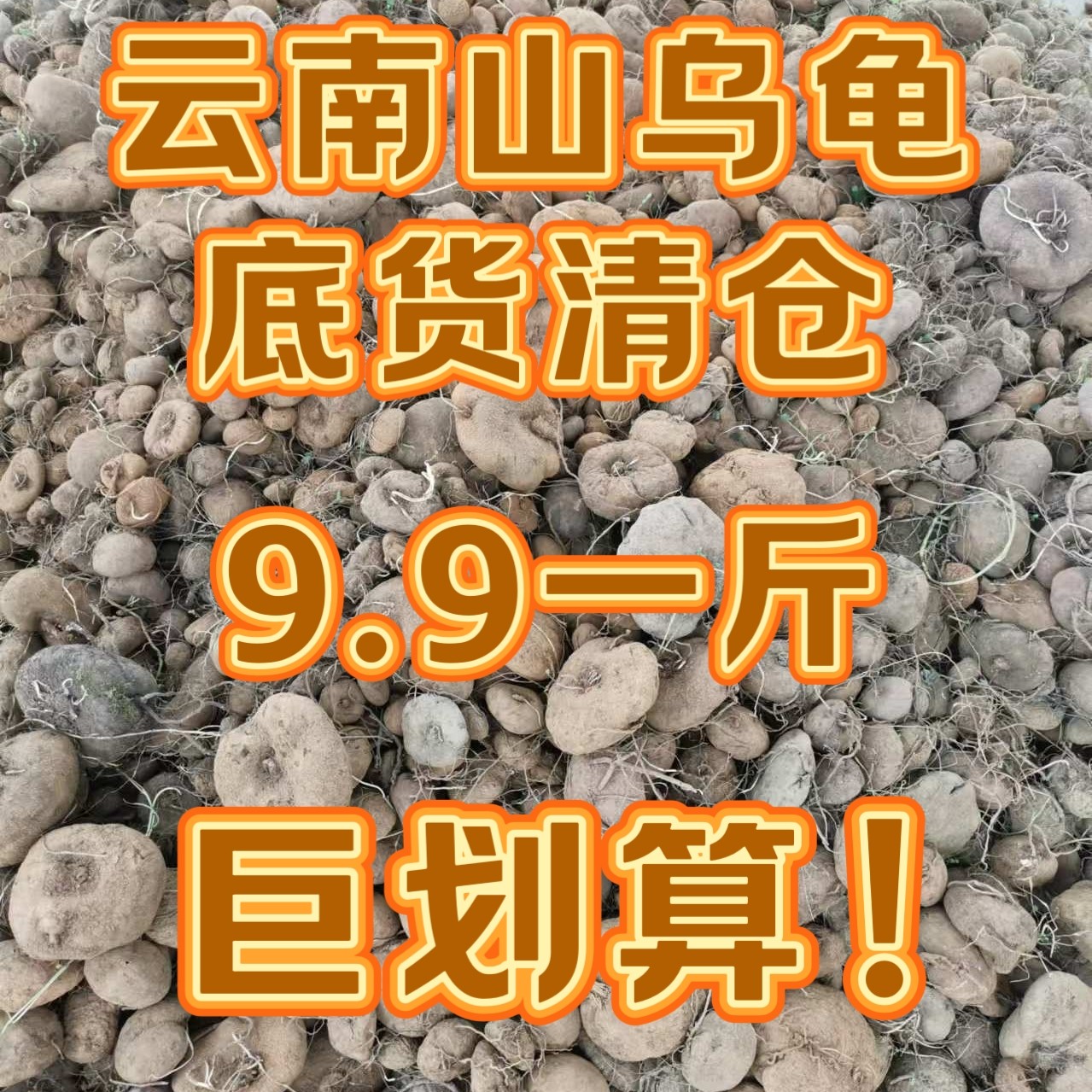 【点关注领券】9.9一斤 巨划算山乌龟金不换底货清仓有坑洼有伤疤