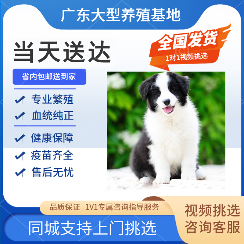 边牧犬舍纯种活体幼犬边境牧羊犬