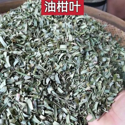 广西油柑叶余甘子甘果叶子牛甘叶