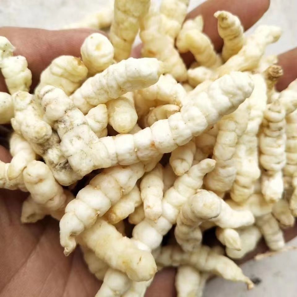 【白玉虫草参】高原山货 白色虫草参