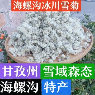 甘孜州海螺沟冰川雪菊高原野菊花10-100克