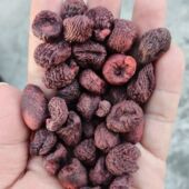 藏马先 西藏高海拔藏马先颗粒