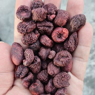 【藏马先】西藏高海拔藏马先颗粒