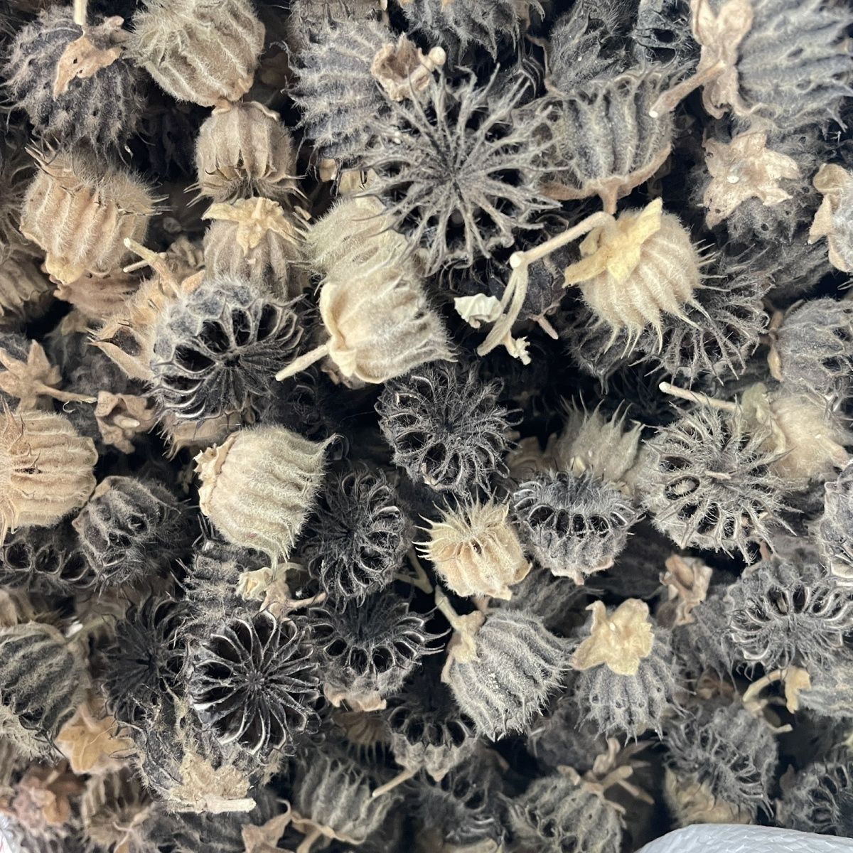 磨盘草果子磨盘籽磨盘果响耳草果苘麻子干品50-1000克