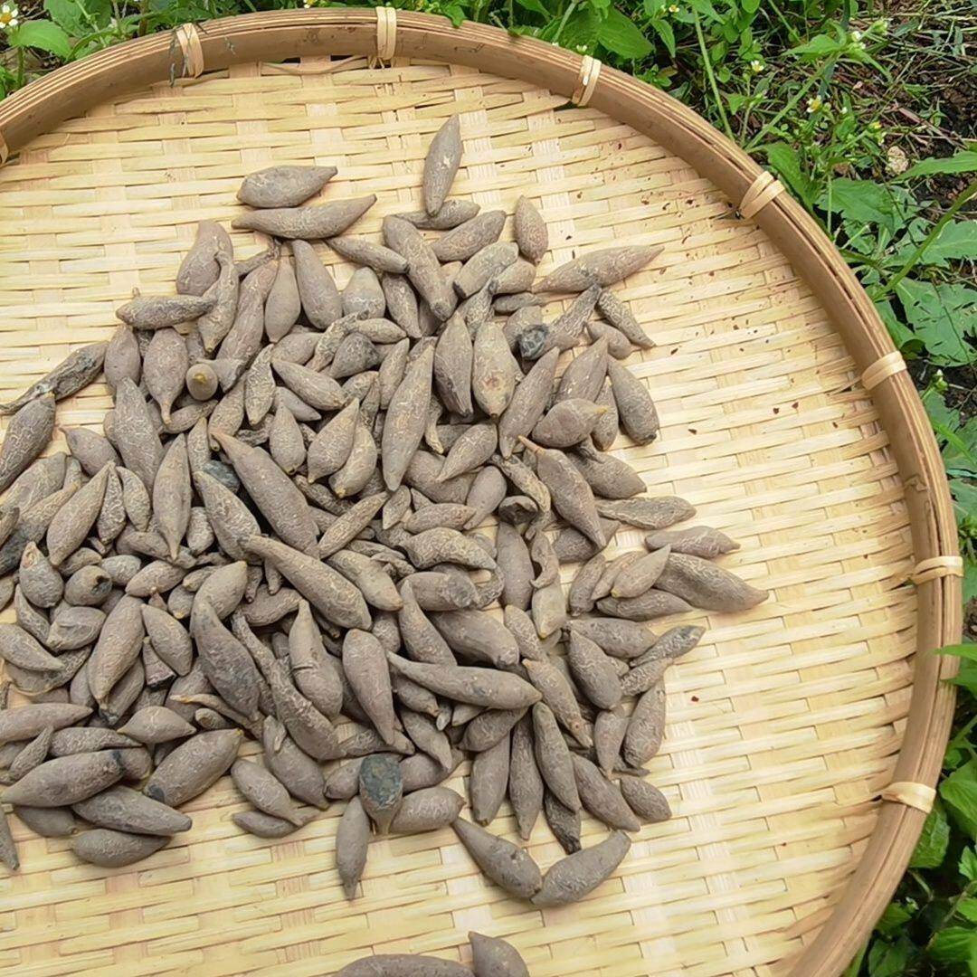 【白玉金杞兰】云南大山自然晒干